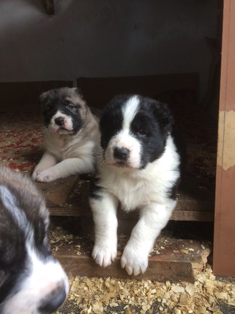 DDA881B8-499D-42FC-900C-73520CC52F57 - Cateii nostri