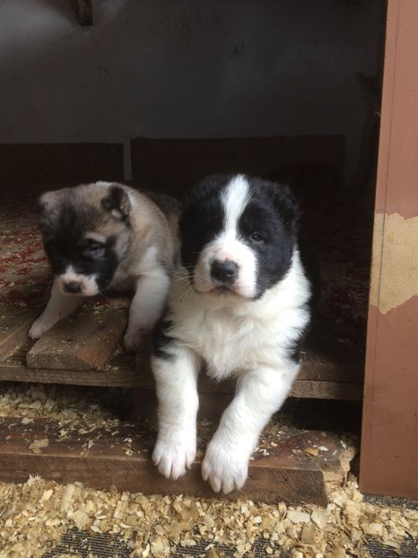 CC2F1695-B2D6-448C-9B59-A1CAF5CF2302 - Cateii nostri