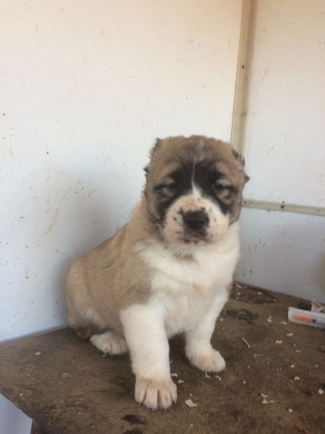 DCE63A75-369C-4B84-95AD-900F9EF9865A - Cateii nostri