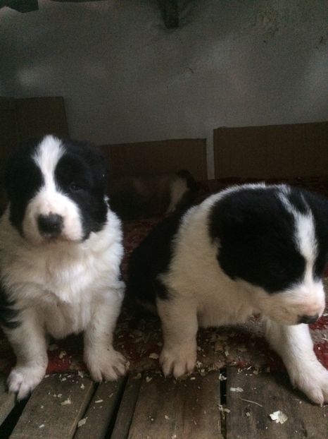 C01CEC13-0860-43F3-8BEE-671C5D6B479A - Cateii nostri