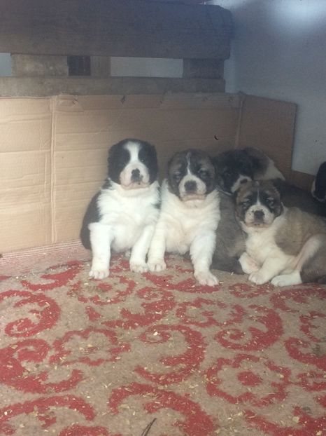 569F4D65-D6CC-45C5-A613-9AAEA507D27E - Cateii nostri