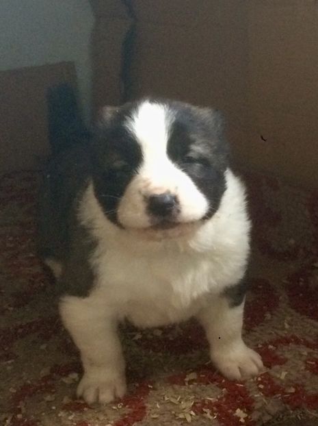 57E2F02E-E045-40CB-B567-E61EA88C8A15 - Cateii nostri