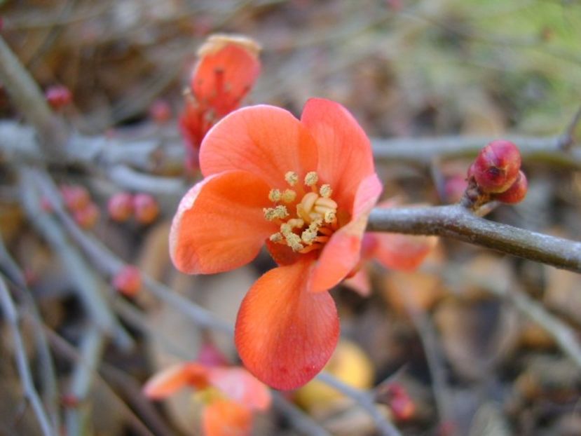 A treia zi de Craciun - v Iarna 2016-2017-2018