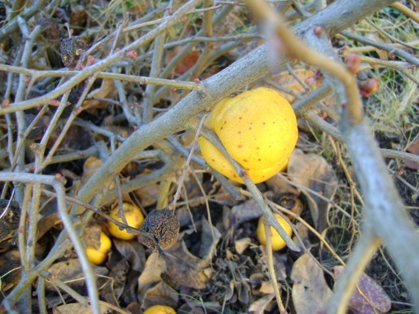 A treia zi de Craciun - v Iarna 2016-2017-2018