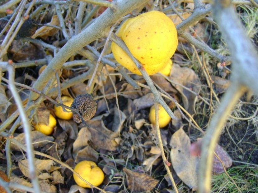 A treia zi de Craciun - v Iarna 2016-2017-2018