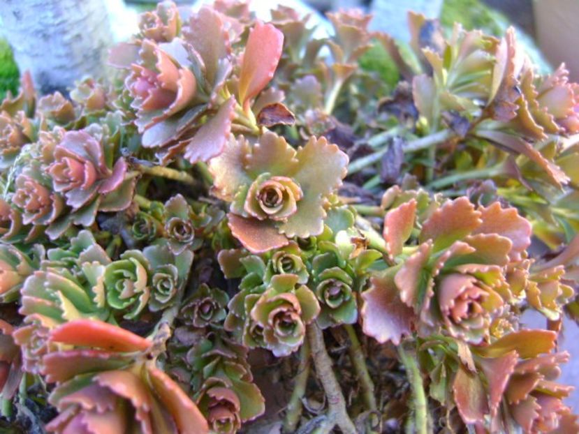 A treia zi de Craciun - v Iarna 2016-2017-2018