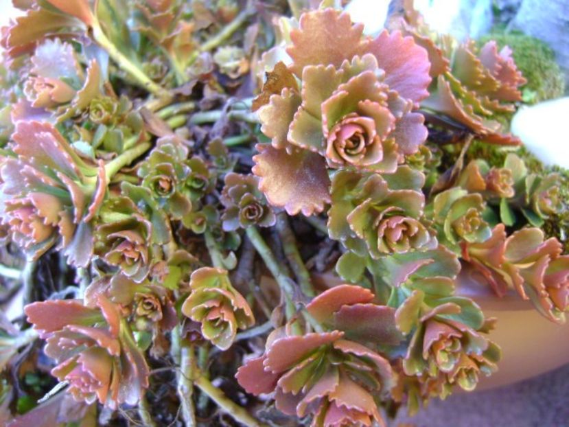 A treia zi de Craciun - v Iarna 2016-2017-2018