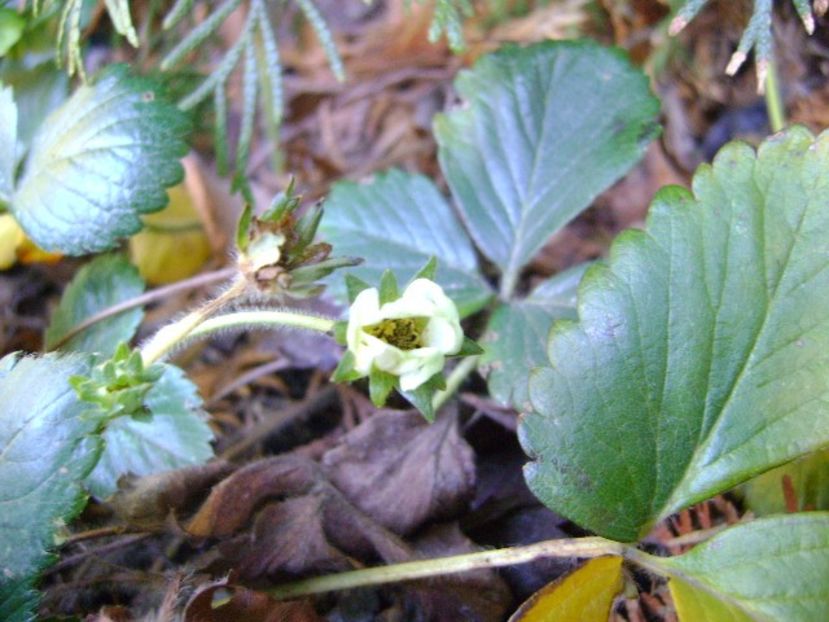 A treia zi de Craciun - v Iarna 2016-2017-2018