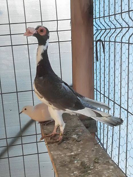  - CARRIER PT MATCA 2018