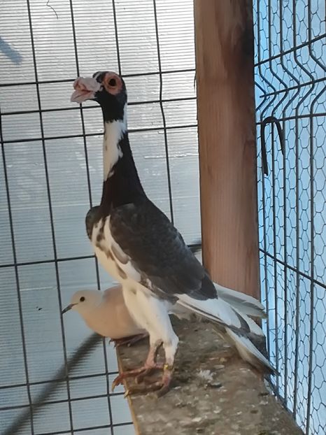  - CARRIER PT MATCA 2018