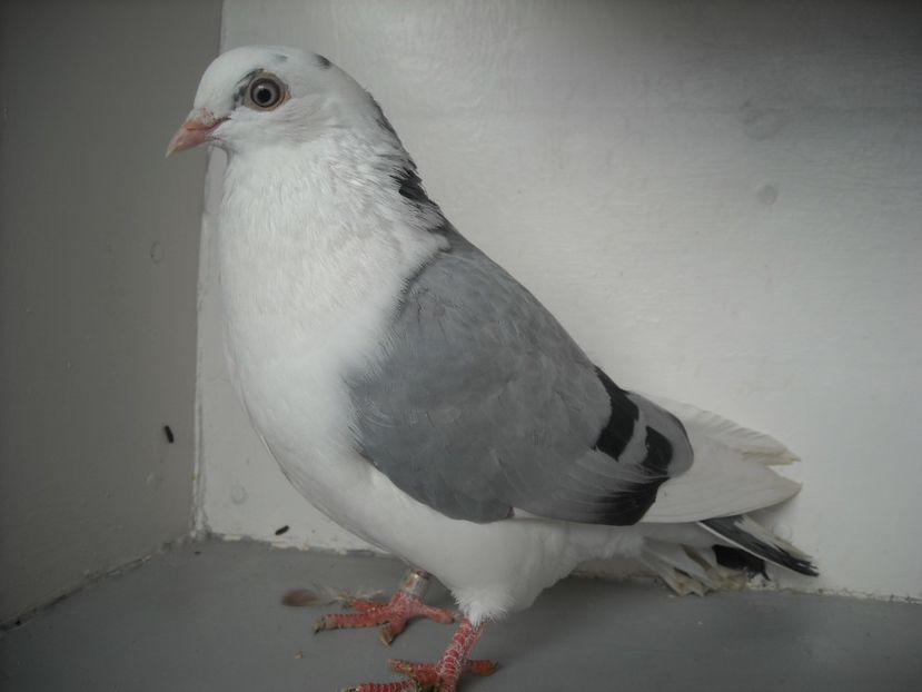  - PORUMBEI CARE MI AU APARTINUT