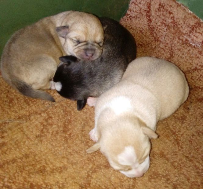  - AAAAAAAAA__DIVA_OSMI URMASUL LUI OSMAN IN MEMORIAM