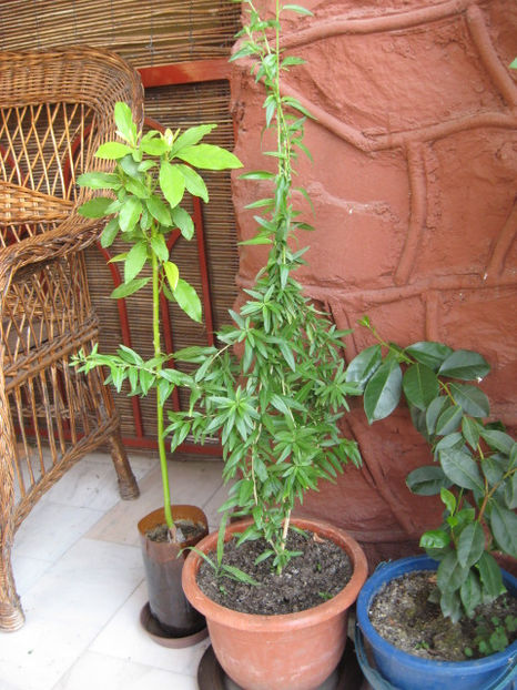 In mijloc este menta argentiniana. - Menta argentiniana