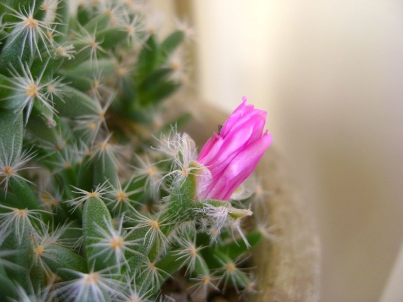 Trichodiadema densum - Suculente 2017