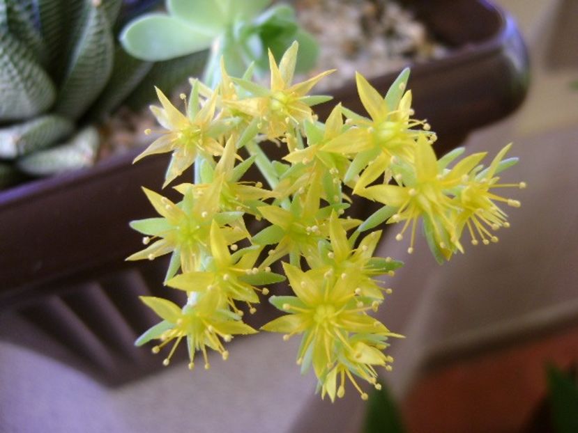26 dec. 2017 - Craciun: Sedum palmeri - Flori in plina iarna