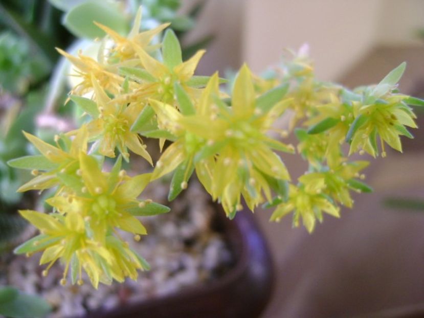 26 dec. 2017 - Craciun: Sedum palmeri - Flori in plina iarna
