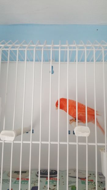 20171216_143352(0) - Canari