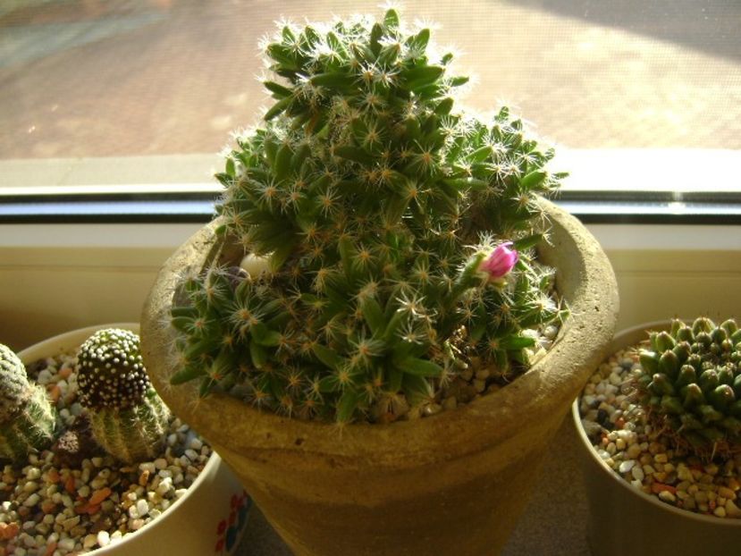 Trichodiadema densum - Caudiciforme si bulbi 2017