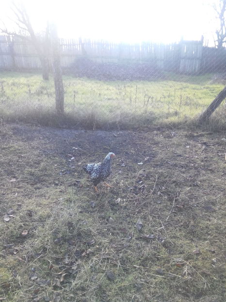  - WYANDOTTE ARGINTIU si GAINI COMUNE