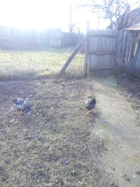  - WYANDOTTE ARGINTIU si GAINI COMUNE