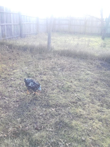  - WYANDOTTE ARGINTIU si GAINI COMUNE