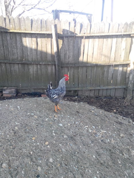  - WYANDOTTE ARGINTIU si GAINI COMUNE