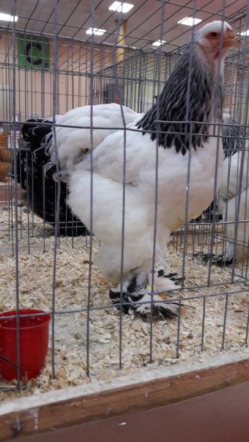  - Brahma herminat deschis 2018