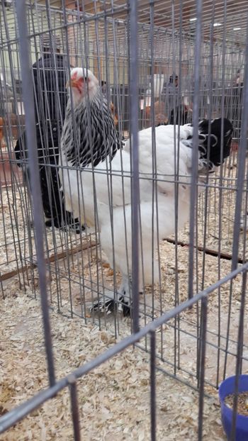  - Brahma herminat deschis 2018