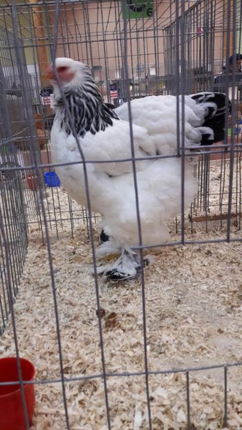  - Brahma herminat deschis 2018