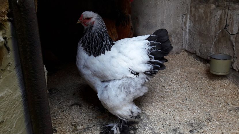  - Brahma herminat deschis 2018