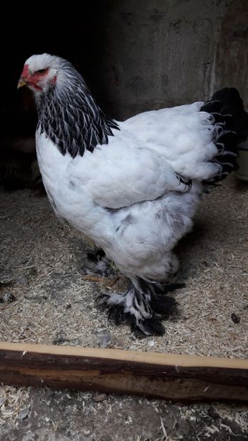  - Brahma herminat deschis 2018