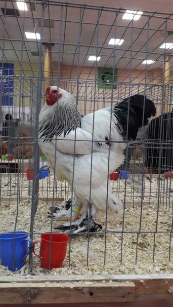  - Brahma herminat deschis 2018