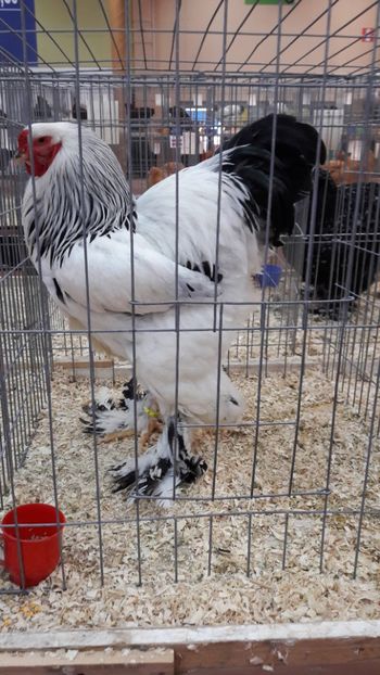  - Brahma herminat deschis 2018