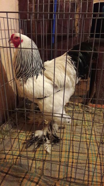  - Brahma herminat deschis 2018