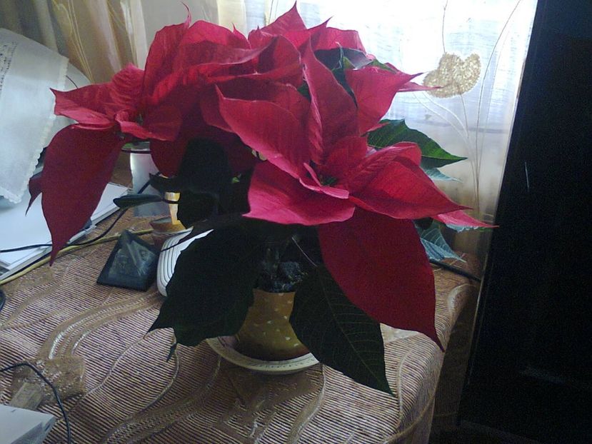 Fotografie3355 - 2017 CRACIUN