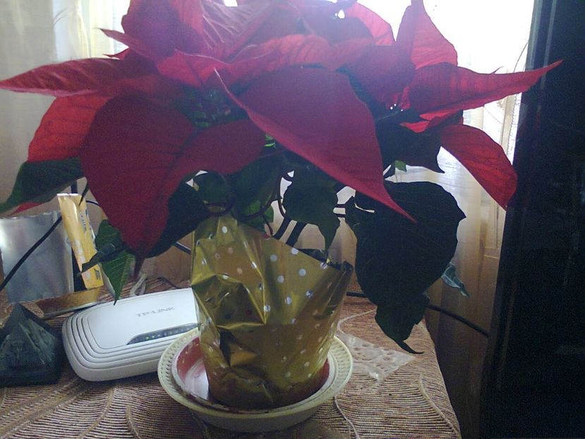 Fotografie3357 - 2017 CRACIUN