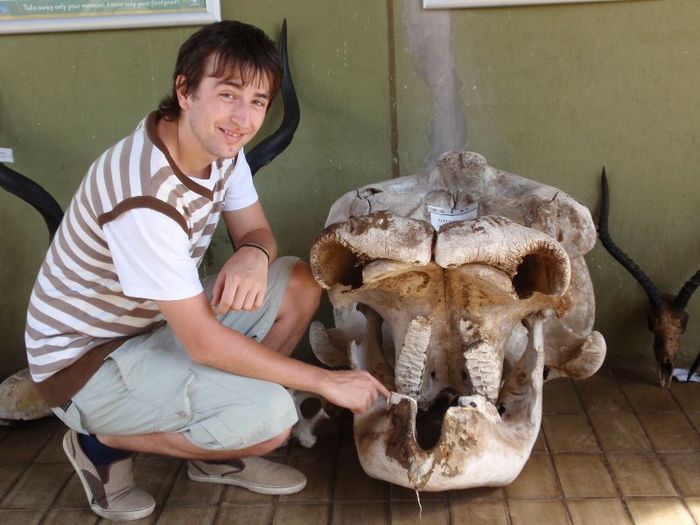 fosila -bunicul elefantului