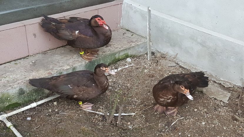 familia nr 1 - 0001 rate lesesti matca 2018