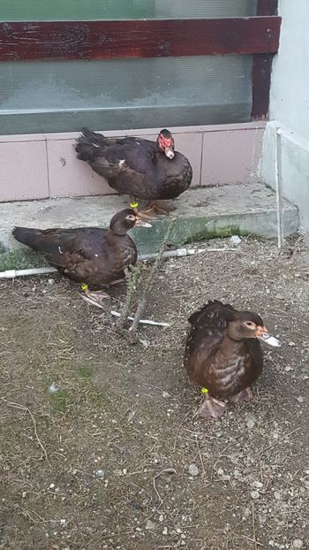  - 0001 rate lesesti matca 2018