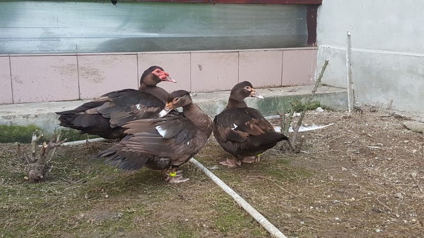 rate 2000robertxratoi germania - 0001 rate lesesti matca 2018