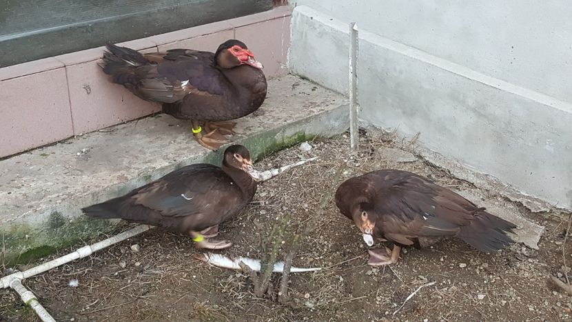  - 0001 rate lesesti matca 2018