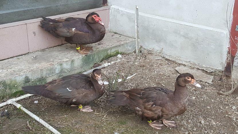  - 0001 rate lesesti matca 2018