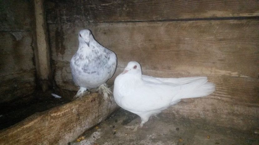 Pereche1 - 20-voiajori maghiari