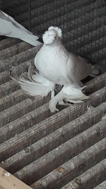  - 1 jucători dublu motati