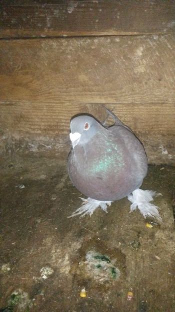 Mascul2 - 20-voiajori maghiari