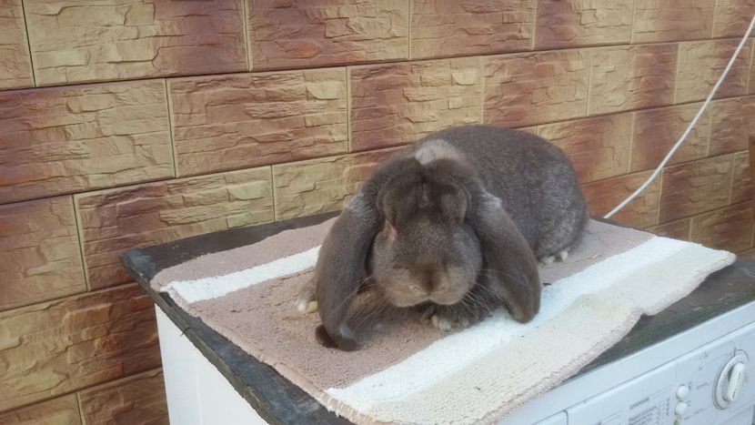 tatal cuibului - Cuib 24 12 2017