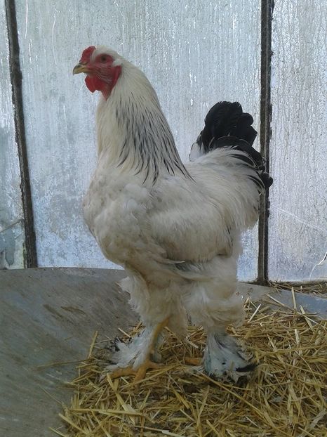  - Brahma Herminat deschis pt 2018