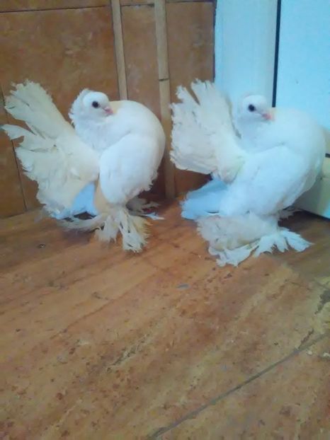  - porumbei siberieni