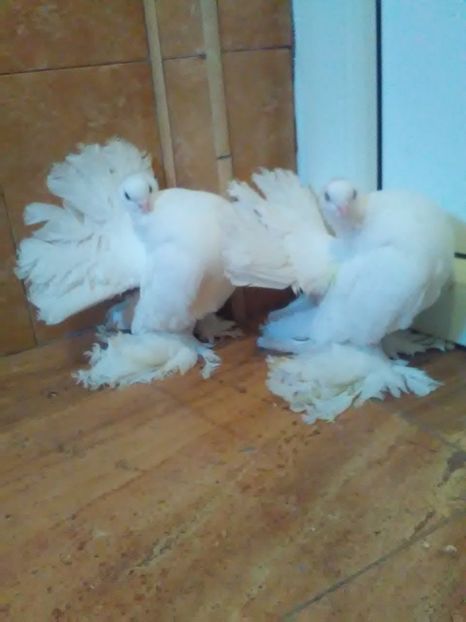  - porumbei siberieni