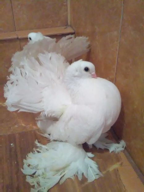  - porumbei siberieni